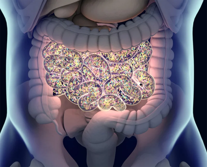 The Gut Microbiome In Health And Disease: What the Clinician Really Needs to Know The Gut Microbiome In Health And Disease: What the Clinician Really Needs to Know