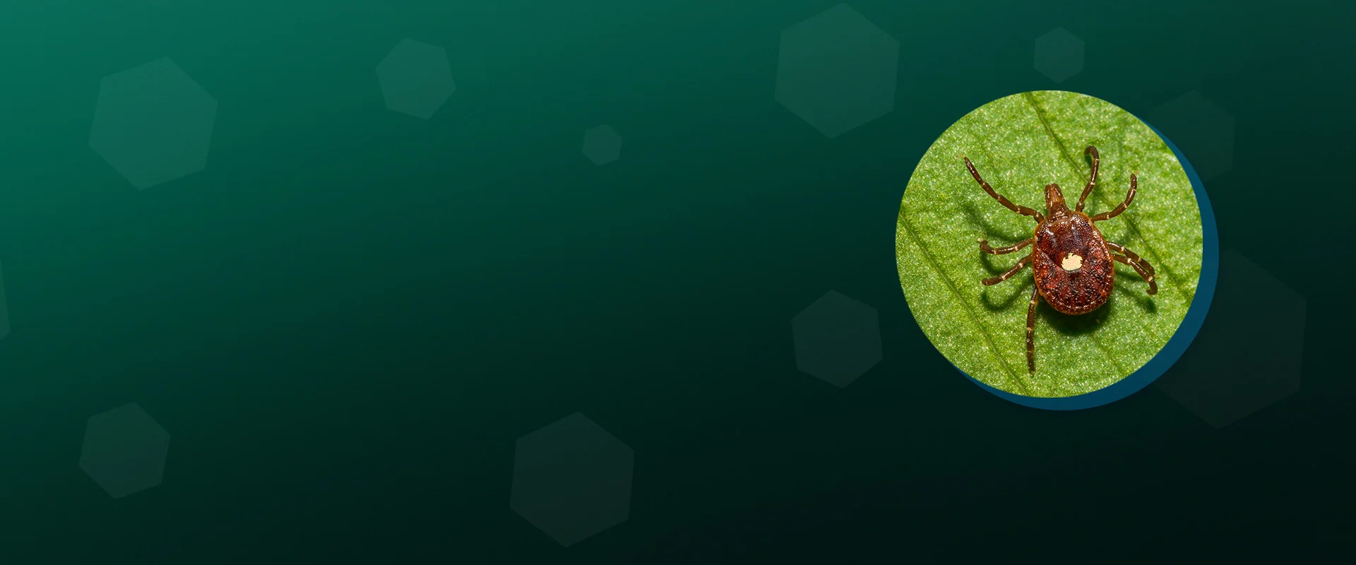 IgE Allergy Explorer™ IgE Allergy Explorer™