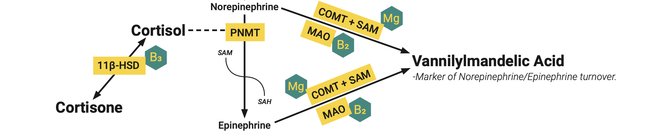 Cortisone-Cortisol Vannilylmandelic Acid Figure