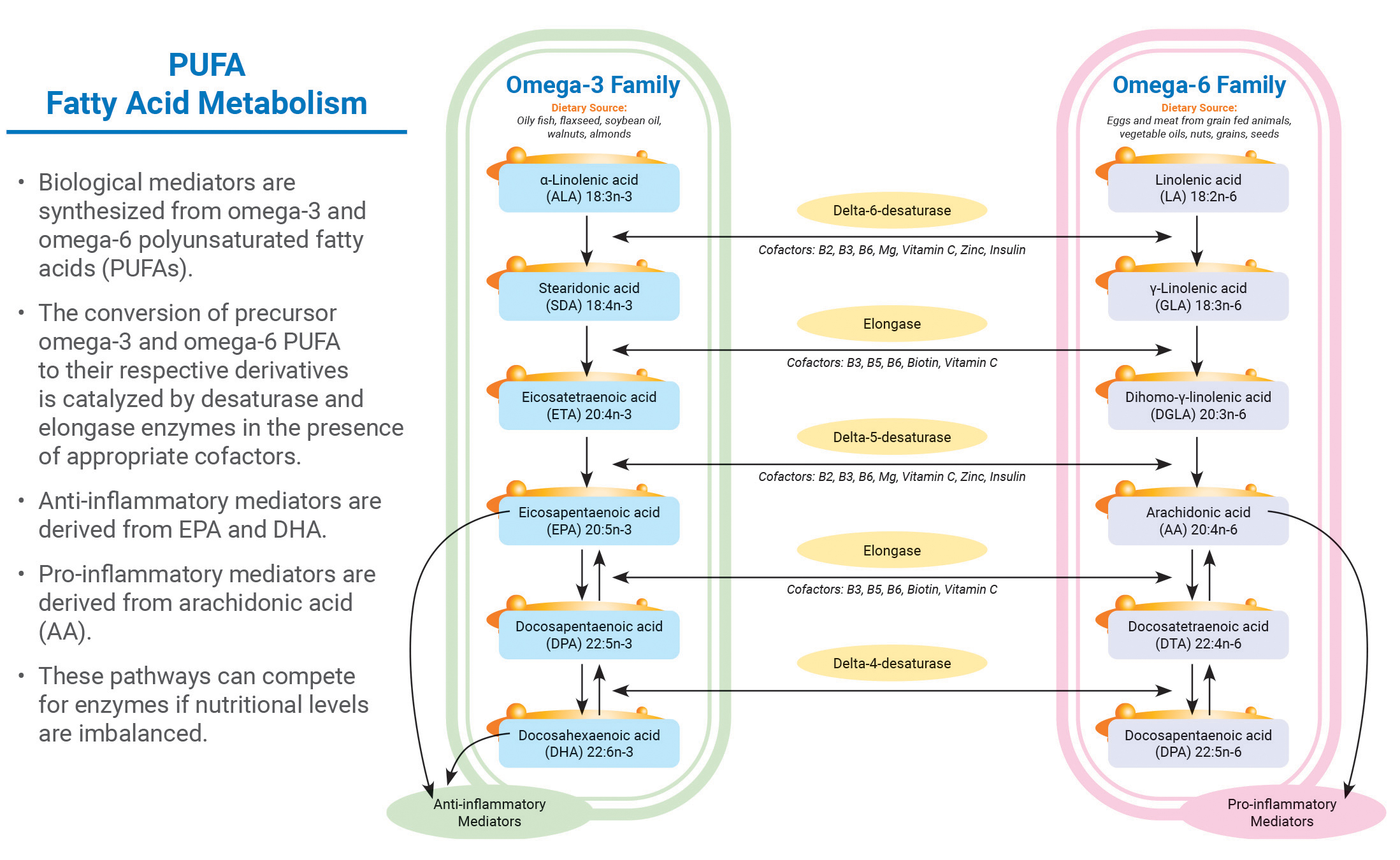 PUFA Fatty Acids Metabolism