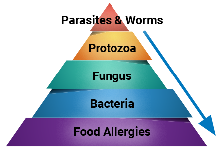 Gut Dysfunction Pyramid