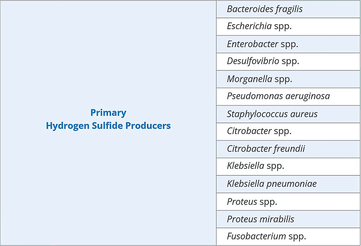 Primary Hydrogen Sulfide Producers