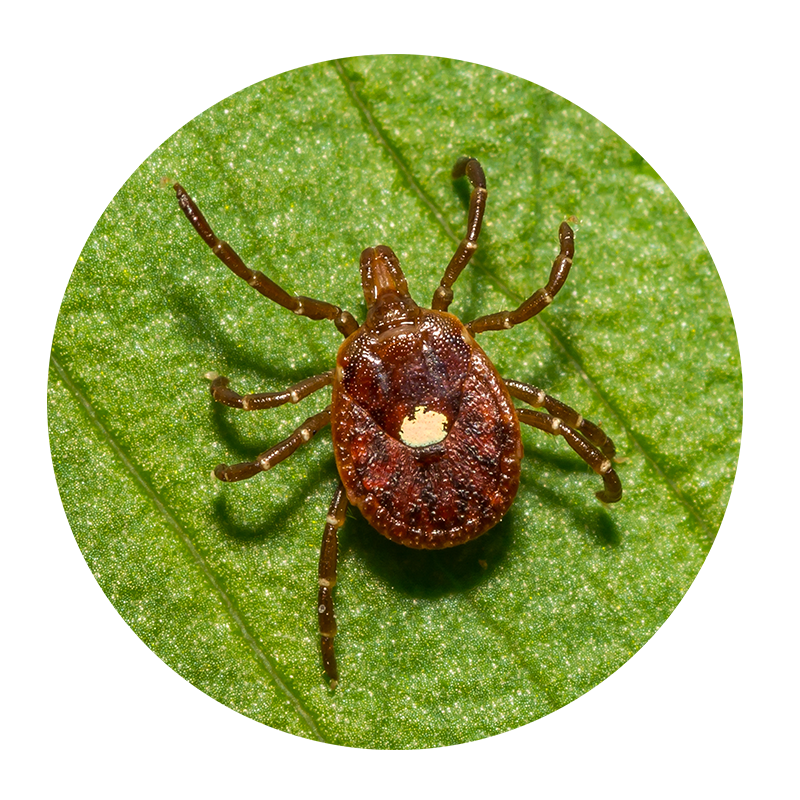 Lone star tick