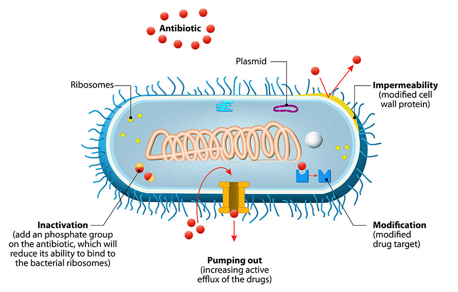 Mechanisms of Antimicrobial Resistance