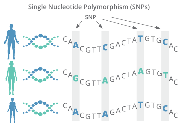Single Nucleotide Polymorphism (SNPs)